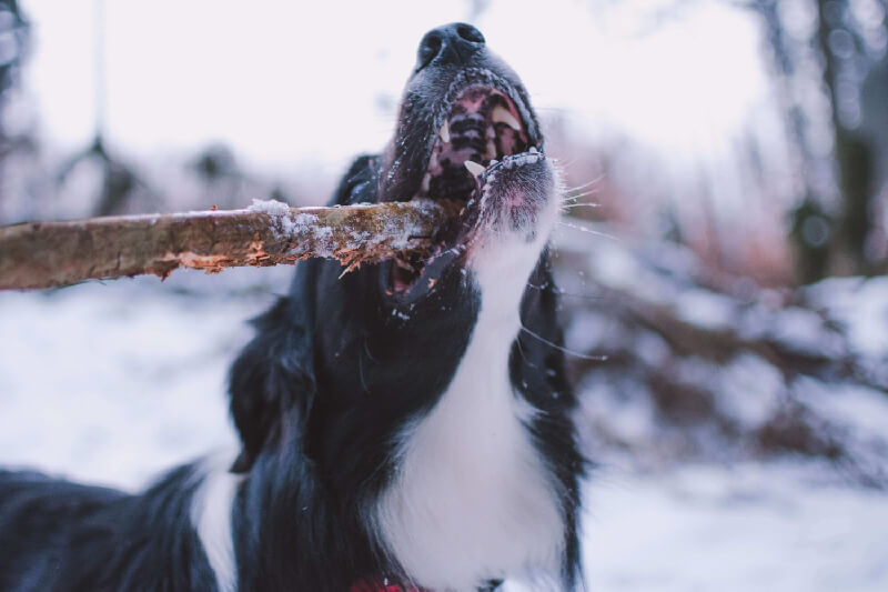 Ataques de Perro Featured Image